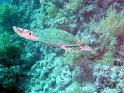 DSC09206 - 050329 - Gota Kebir (SO) - Tortue